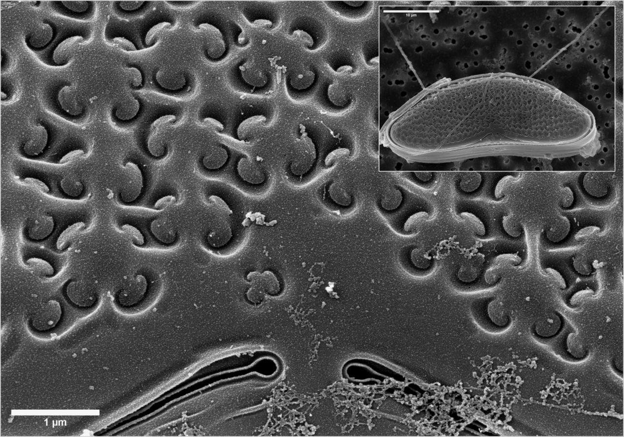 Diatoms-combined2Small-1280x896.jpg